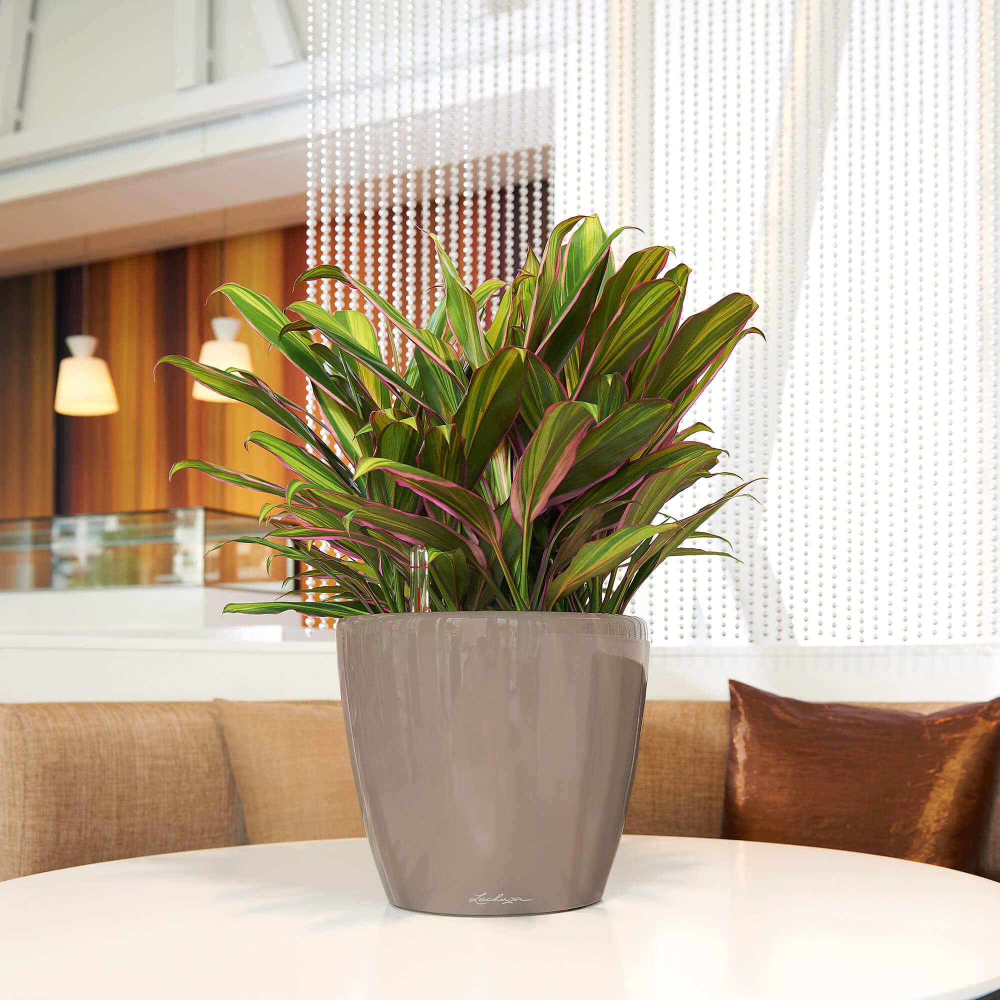 le_classico-ls28_product_addi_02